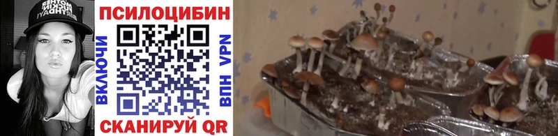 Галлюциногенные грибы прущие грибы  Боровичи 